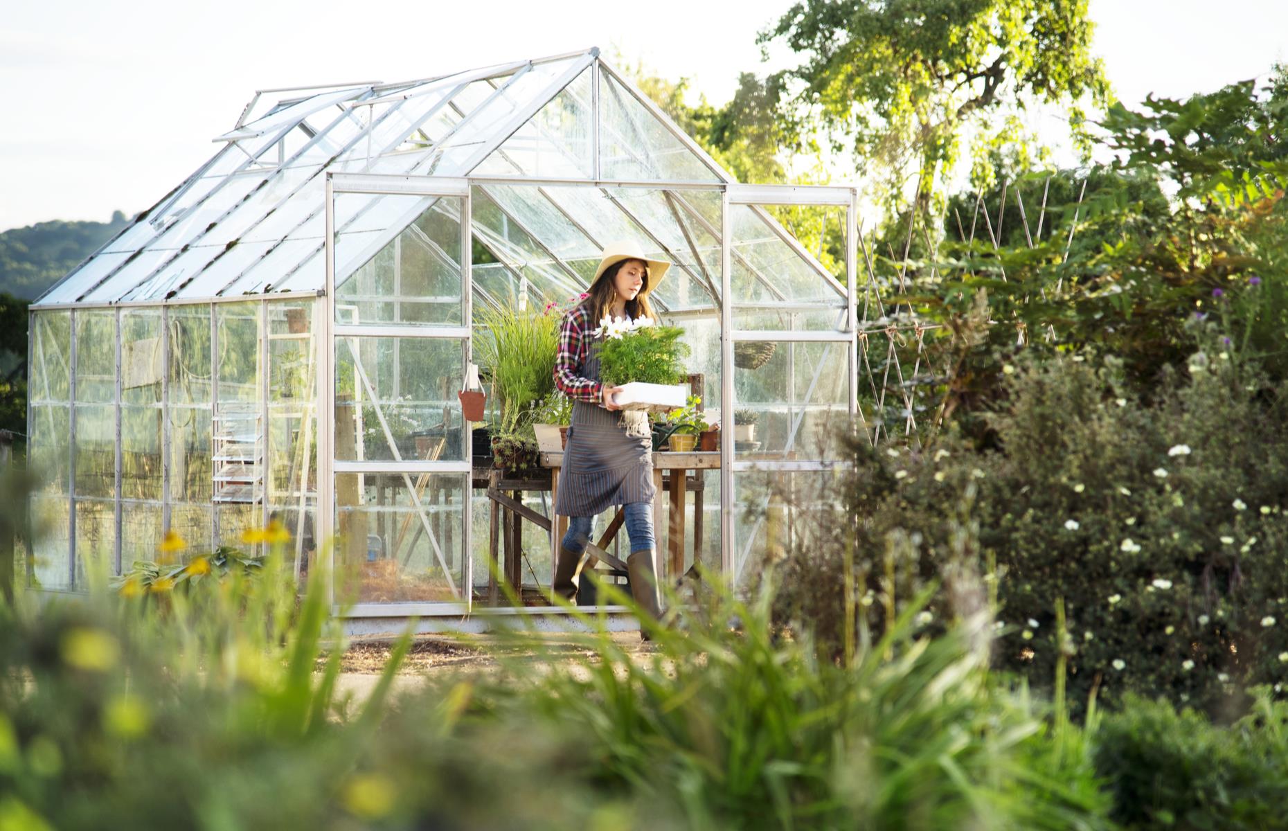 Glasshouse red spider mite: treatment